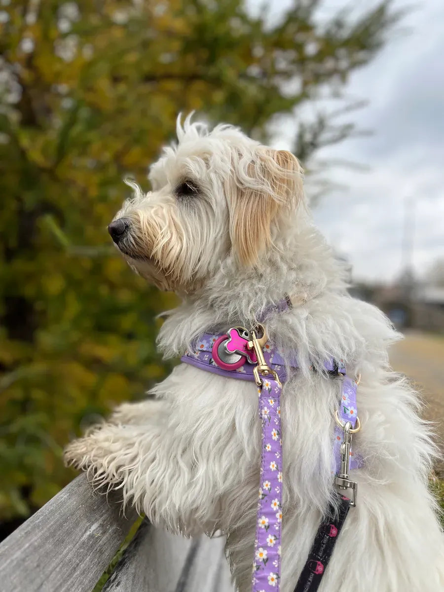 D&D Paws Designed Purple Daisy Dog Vest Set