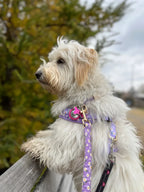 D&D Paws Designed Purple Daisy Dog Vest Set