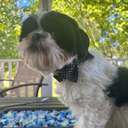 Designed Black Polka Dot Dog Vest Set
