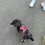 Ruby Bloom Floral Set