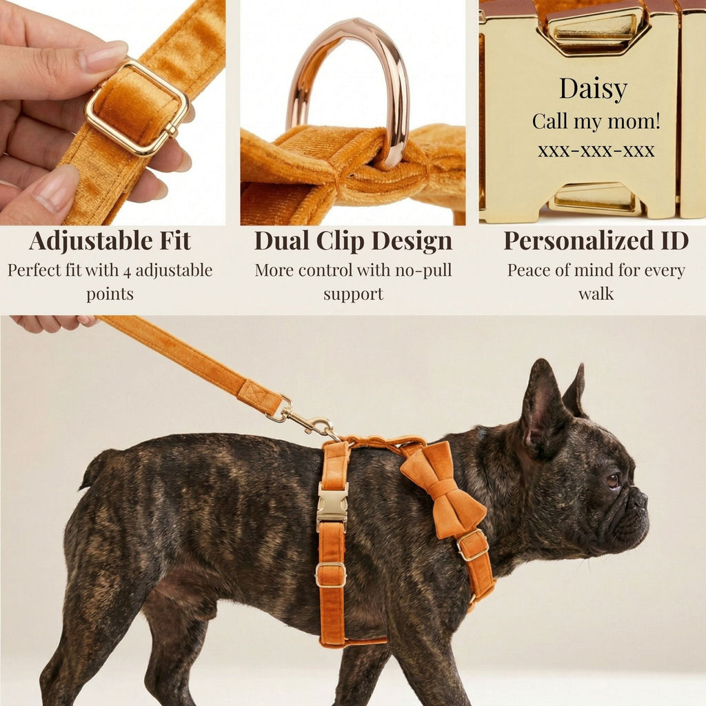 D&D Paws  Orange Velvet Set
