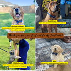 Plaid Dark Blue Personalized Dog Collar, Leash & Harness Set