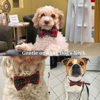 D&D Paws  Red Tartan Christmas Set