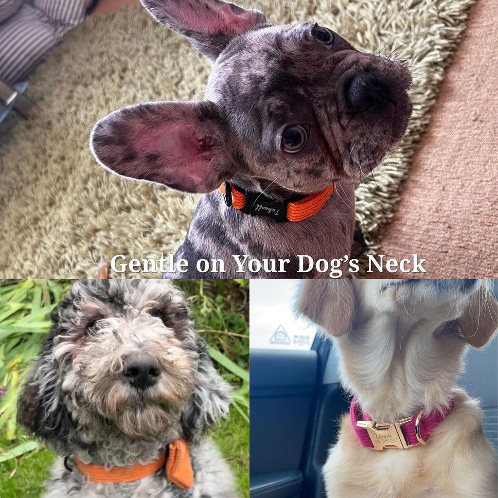 D&D Paws  Orange Corduroy Set