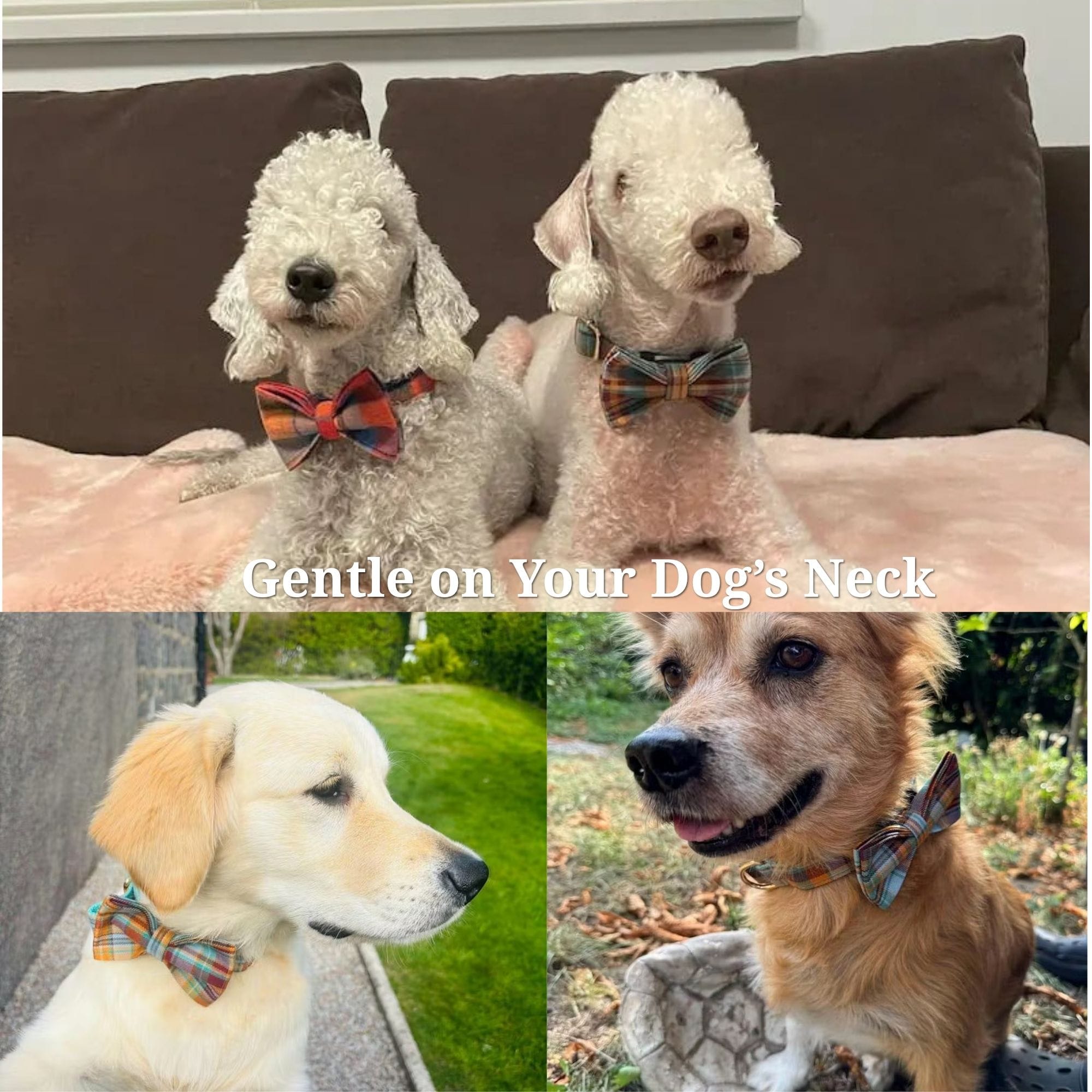 D&D Paws  Autumn Blue Plaid Set