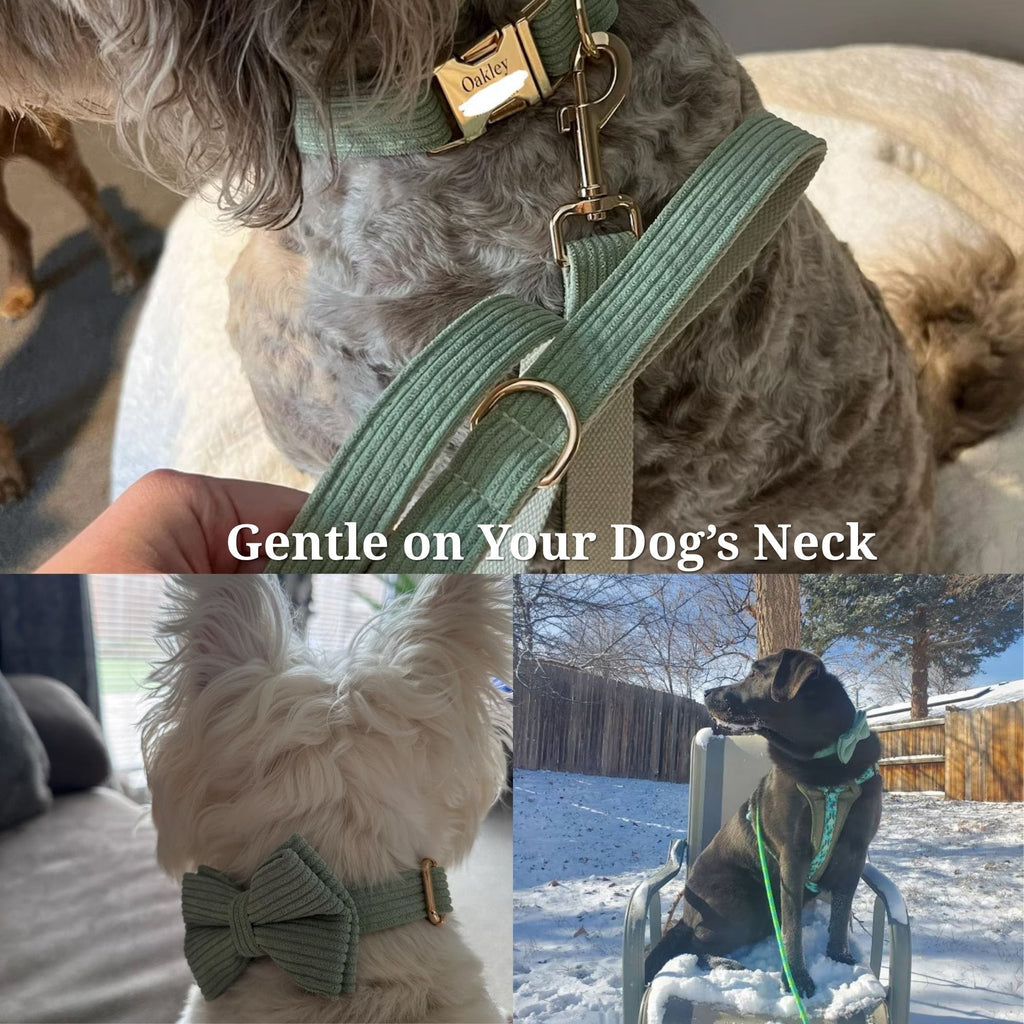 D&D Paws  Lake Green Corduroy Set