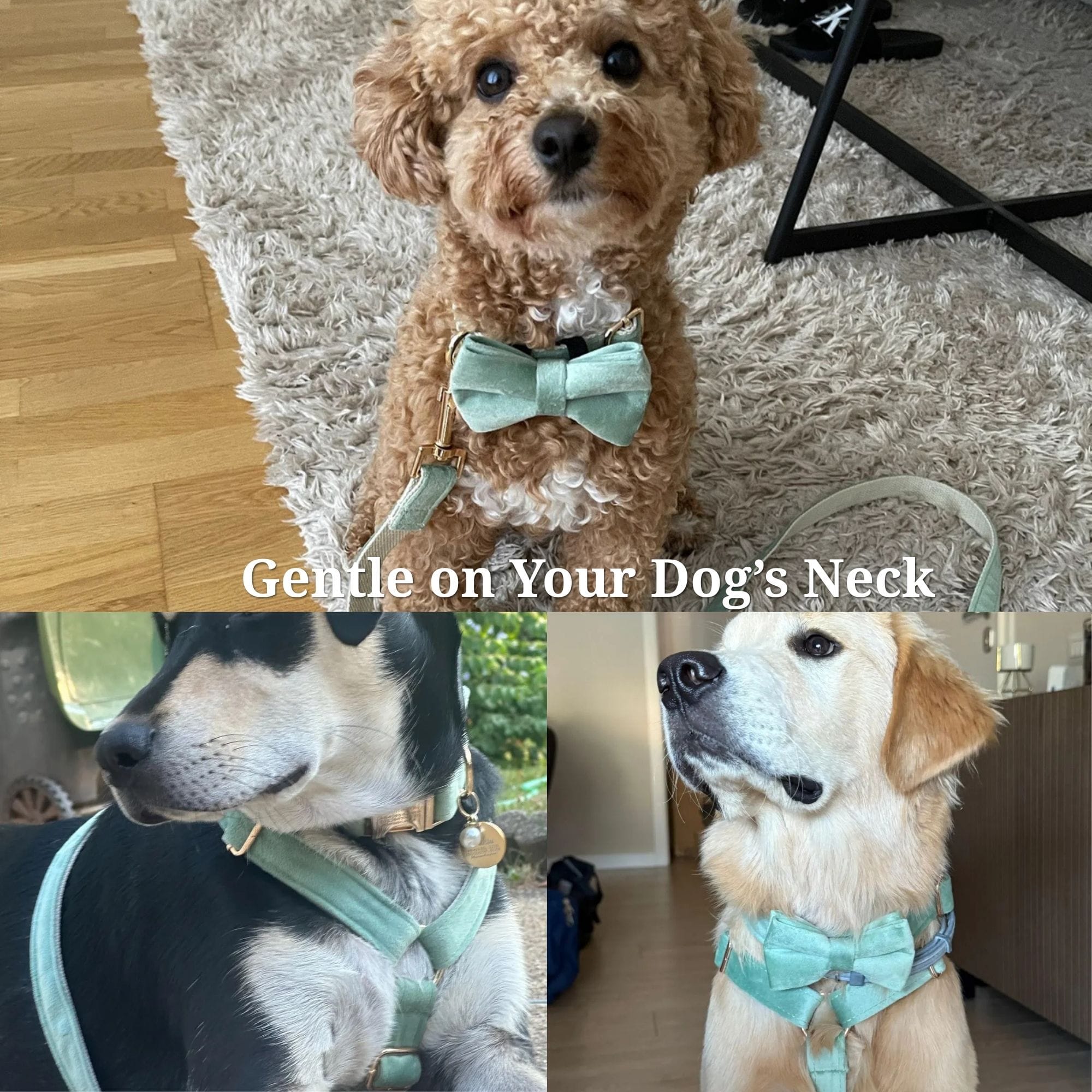 DDPaws  Mint Green Pink Velvet Set