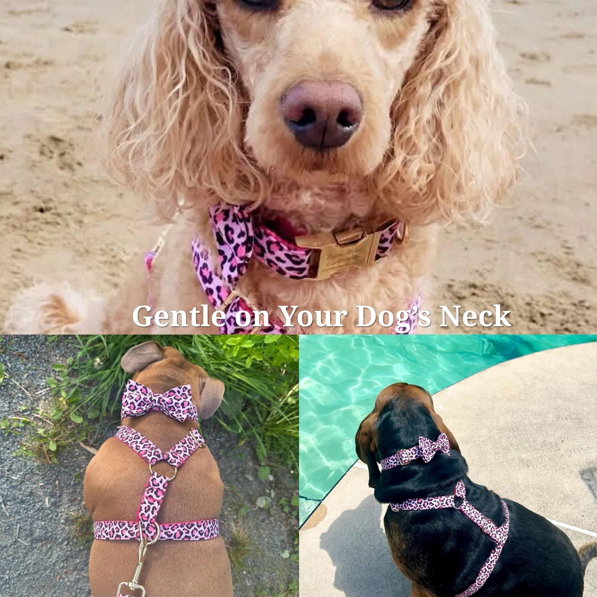 DDPaws  Pink Leopard Velvet Set