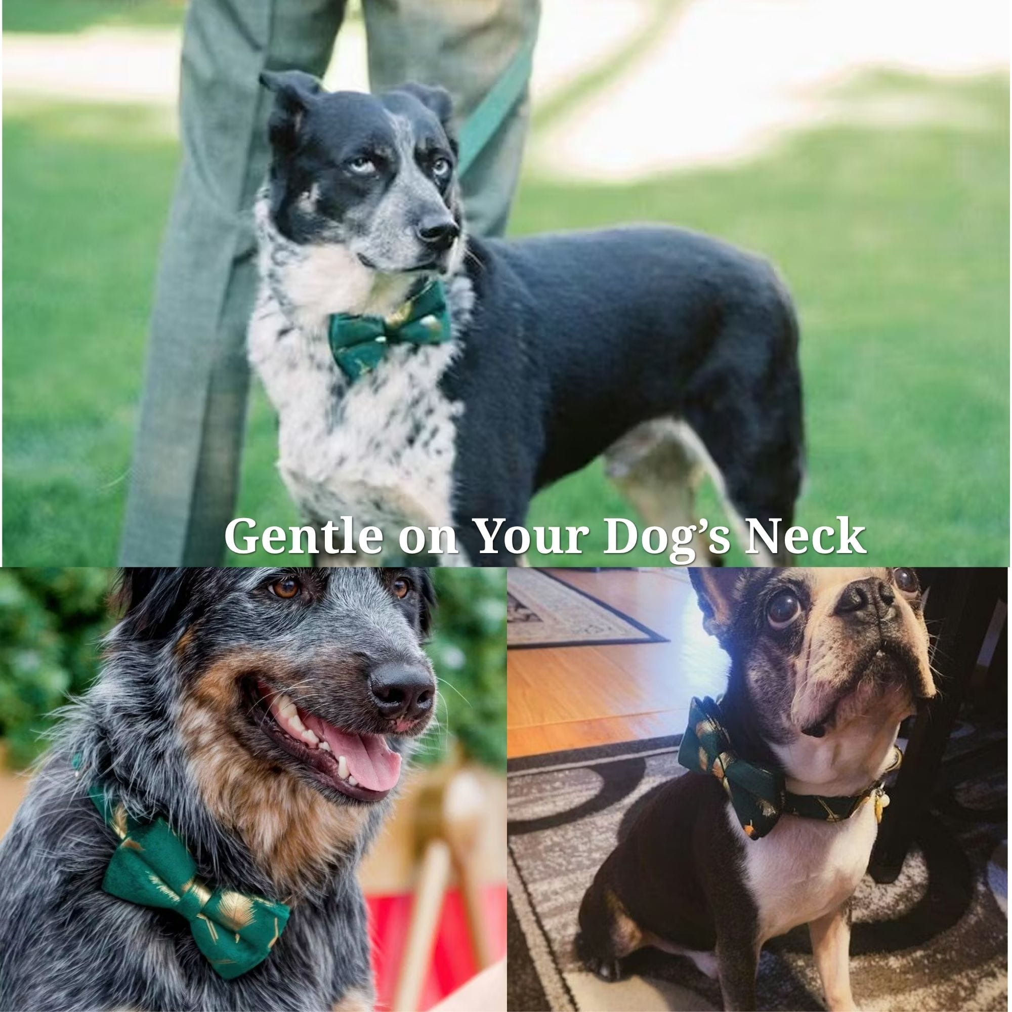 D&D Paws  Green Feather Velvet Set