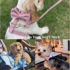 D&D Paws  Dusty Pink Velvet Set
