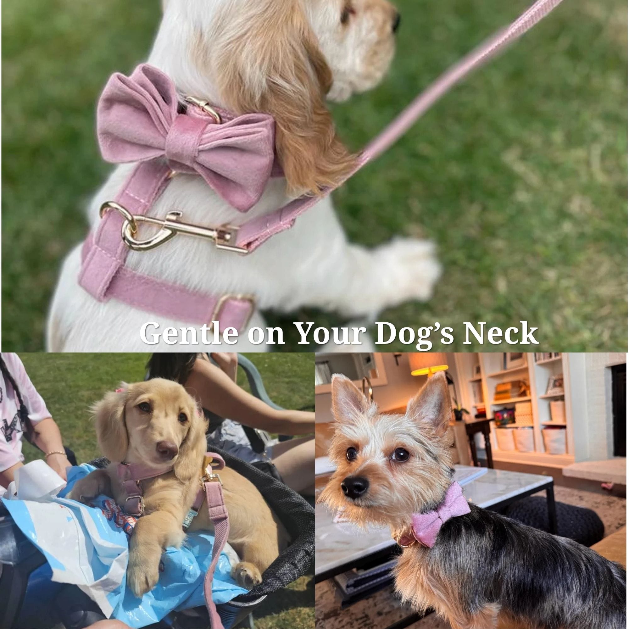 D&D Paws  Dusty Pink Velvet Set