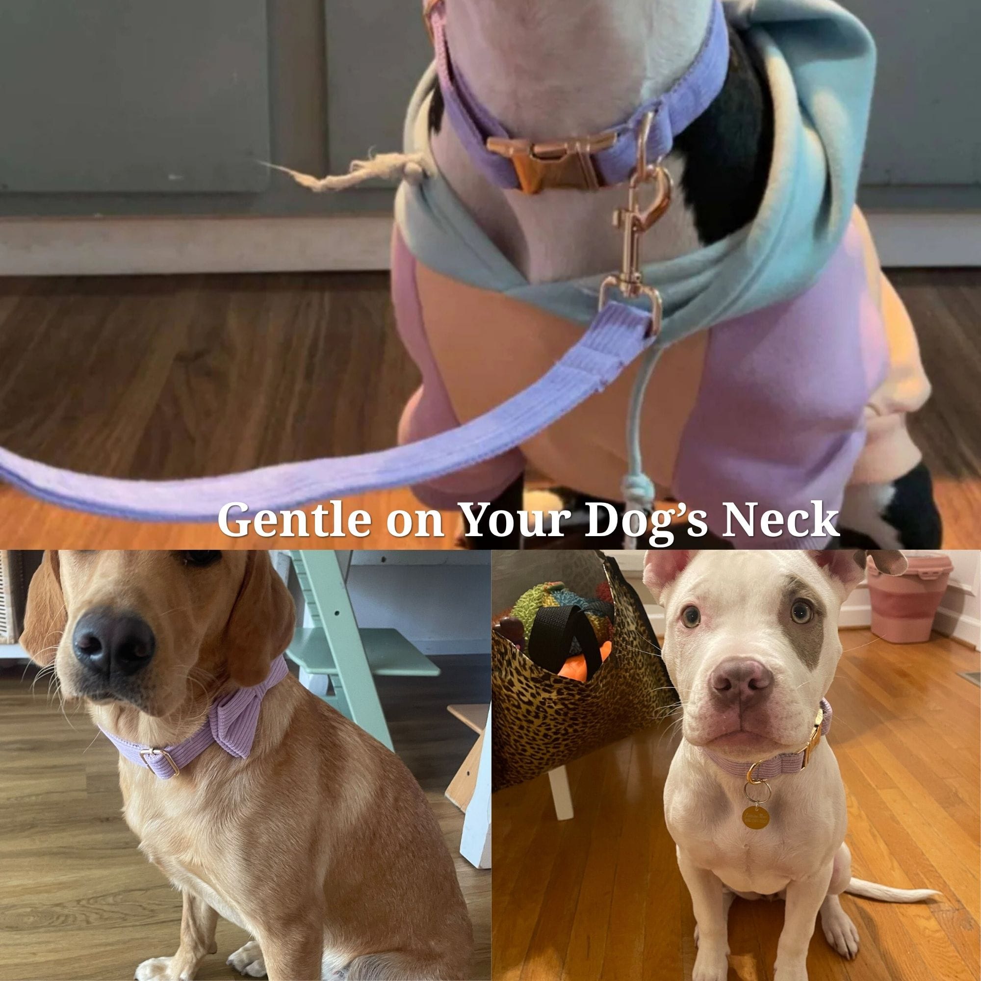 DDPaws  Purple Corduroy Set