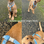 D&D Paws  Blue Velvet Set
