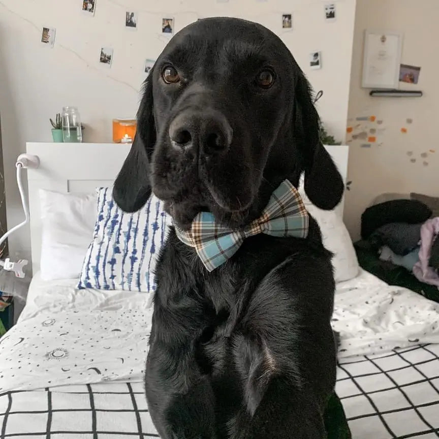Designed Blue Brown Plaid Dog Vest Set