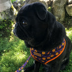 Designed Halloween Dog Vest Set