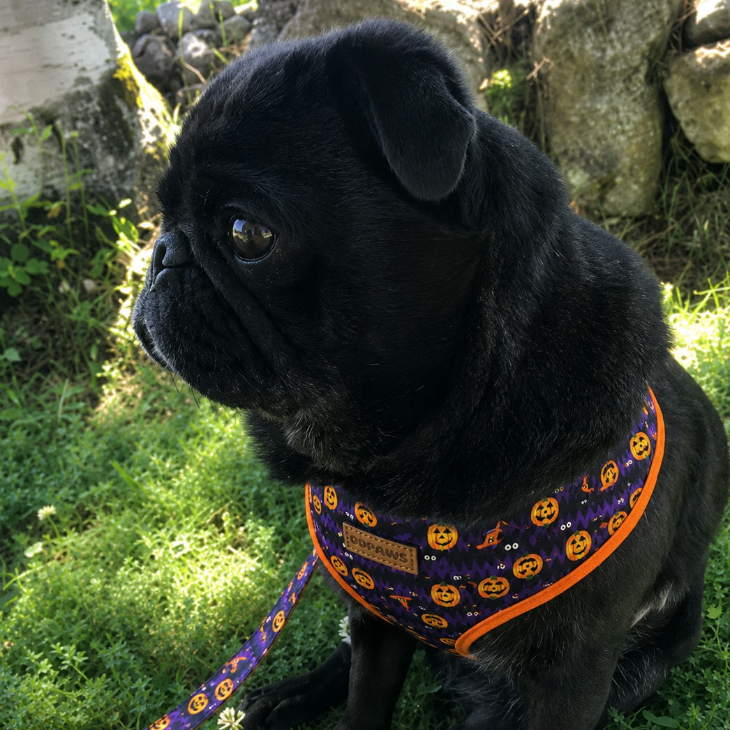 Designed Halloween Dog Vest Set