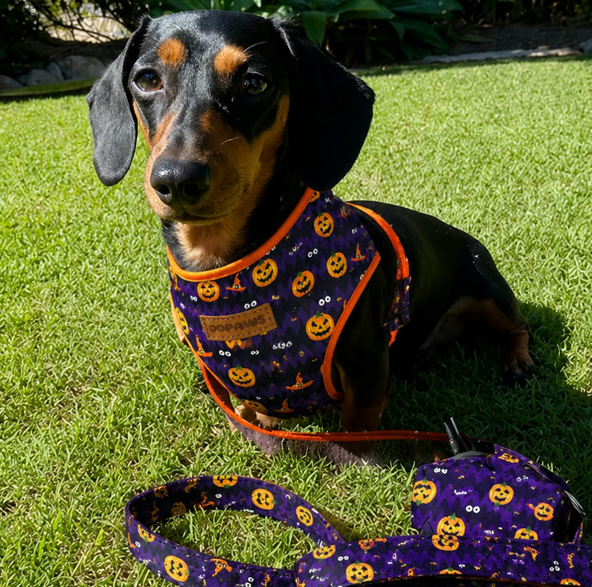 Designed Halloween Dog Vest Set
