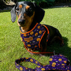 Designed Halloween Dog Vest Set