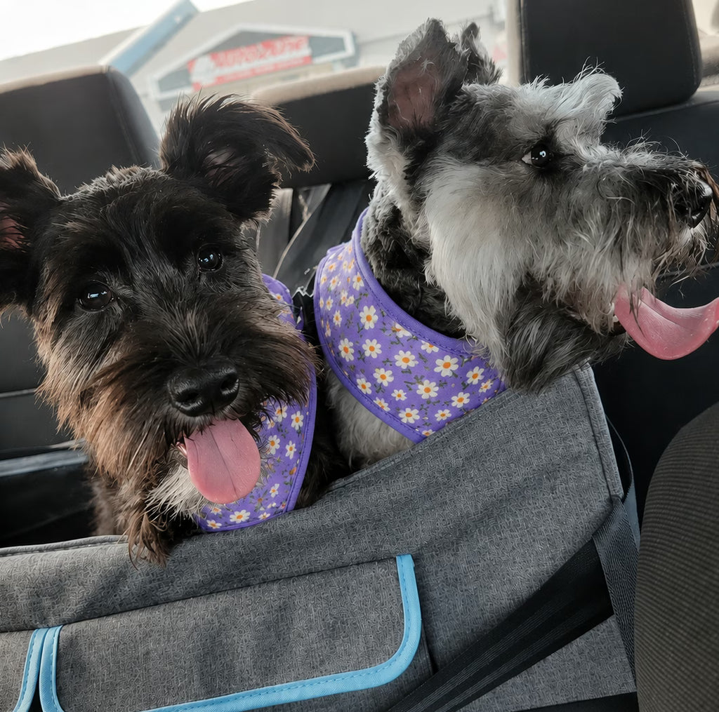 Designed Purple Daisy Floral Dog Vest Set