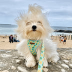 Designed Pineapple Dog Vest Set