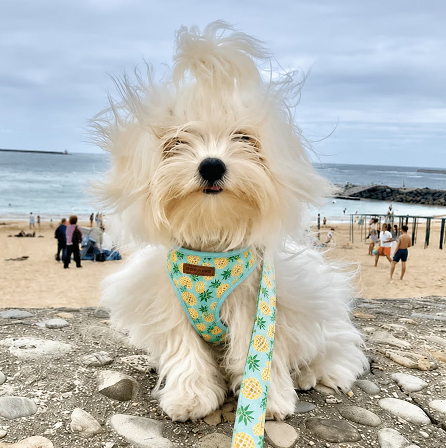 Designed Pineapple Dog Vest Set