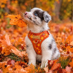 Designed Falling Leaves Dog Vest Set