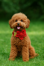 Red Velvet Personalized Dog Collar, Leash & Harness Set