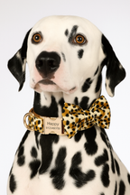 Customized Designer Logo Leopard Personalized Dog Collar, Leash & Harness Set