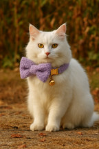 Teddy Personalized Cat Dog Collar, Leash & Harness Set