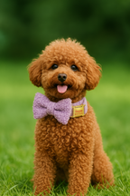 Teddy Velvet Personalized Dog Collar, Leash & Harness Set