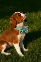 Personalized Dog Collar, Leash & Harness Set