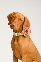 White Lace Personalized Dog Collar, Leash & Harness Set