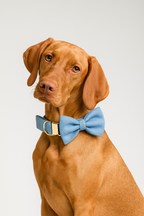 Personalized Dog Collar, Leash & Harness Set