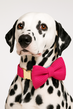 Mei Red Corduroy Personalized Dog Collar, Leash & Harness Set