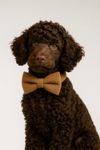 Caramel Corduroy Personalized Dog Collar, Leash & Harness Set