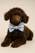 Plaid Personalized Dog Collar, Leash & Harness Set