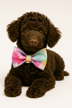 Personalized Dog Collar, Leash & Harness Set