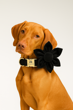 Black Velvet Personalized Dog Collar, Leash & Harness Set
