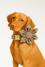 Light grey Velvet Personalized Dog Collar, Leash & Harness Set