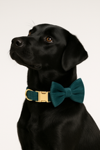 Dark green Corduroy Personalized Dog Collar, Leash & Harness Set