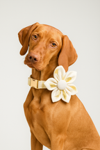 Personalized Dog Collar, Leash & Harness Set