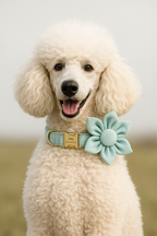 Green Velvet Personalized Dog Collar, Leash & Harness Set