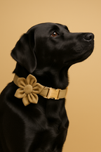 Shallow Khaki Velvet Personalized Dog Collar, Leash & Harness Set