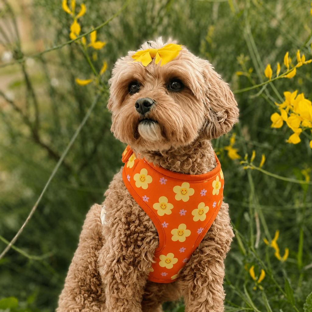 Designed Happy Daisy Floral Dog Vest Set