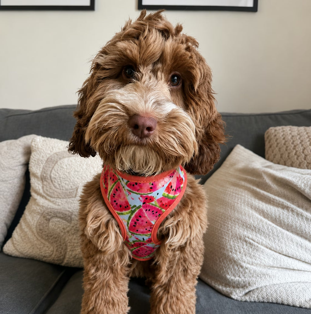 Designed Watermelon Dog Vest Set