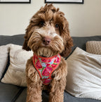 Designed Watermelon Dog Vest Set
