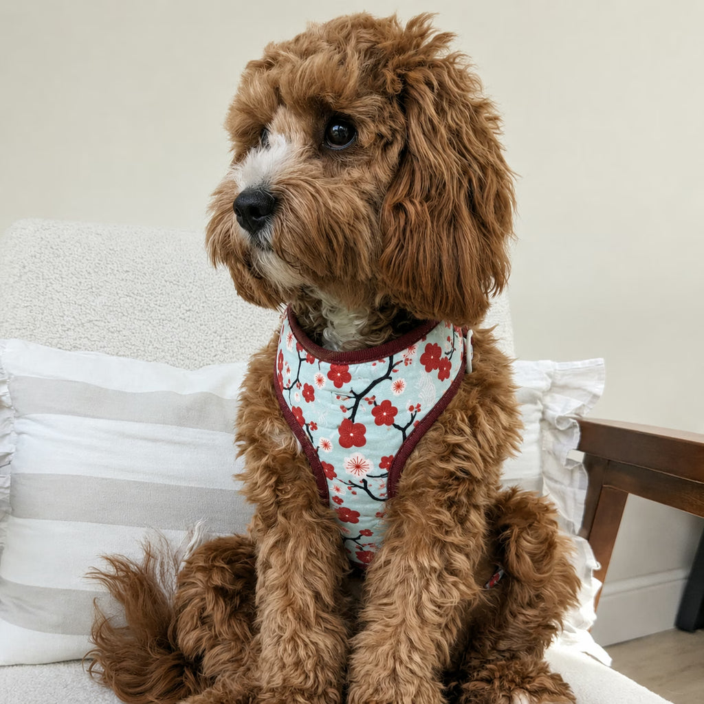 Designed Sakura Bloom Floral Dog Vest Set