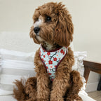 Designed Sakura Bloom Floral Dog Vest Set