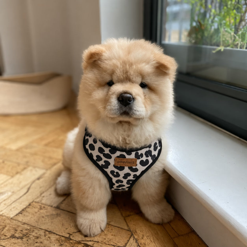 A fluffy cream-colored puppy wearing a black and white leopard print harness, sitting on a wooden parquet floor next to a window.