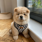 A fluffy cream-colored puppy wearing a black and white leopard print harness, sitting on a wooden parquet floor next to a window.